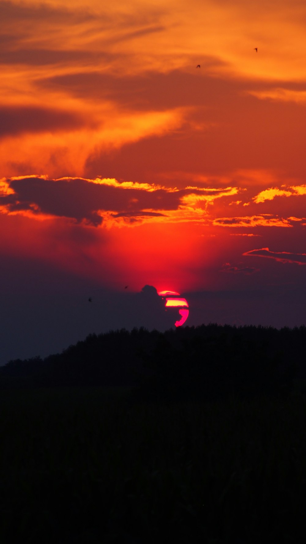 silhueta das árvores durante o pôr do sol