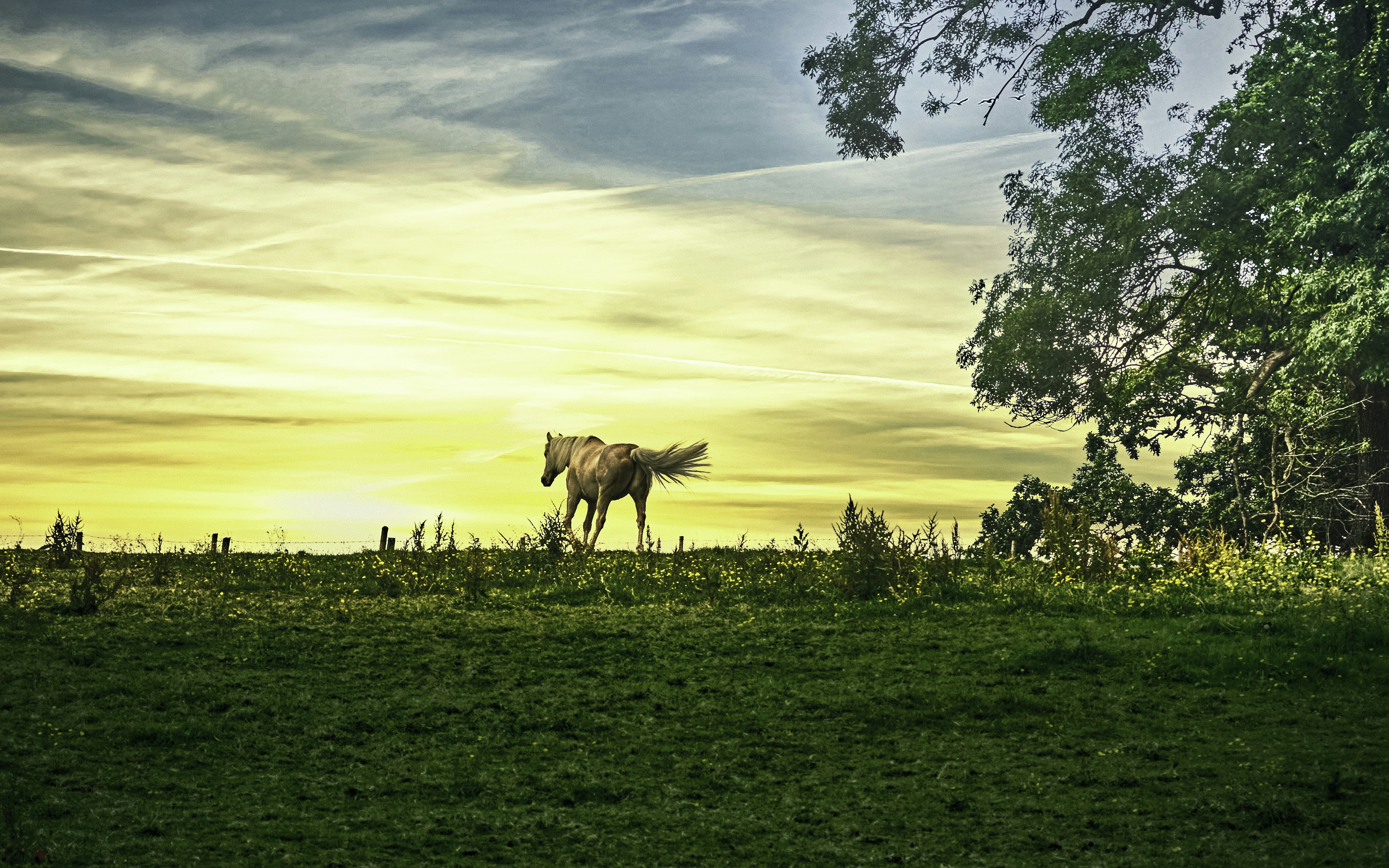 Horse trotting off into the sunset at the Burn Equestrian Centre in South Belfast (Jul., 2019).