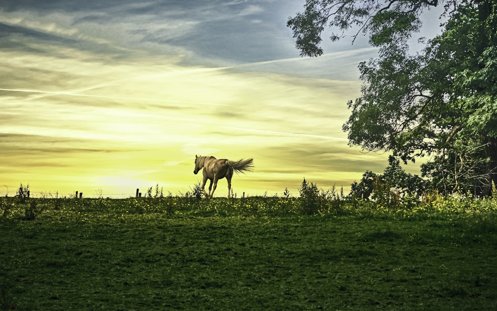 cheval brun sur le champ d’herbe verte au coucher du soleil