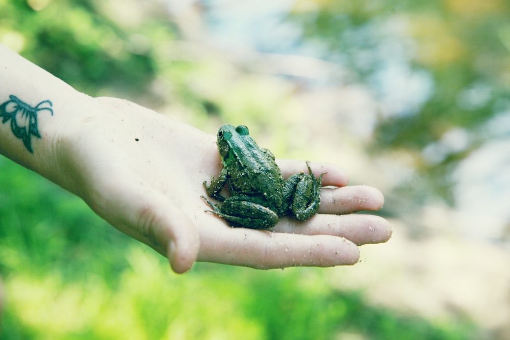 Grüner Frosch an der Hand von Personen