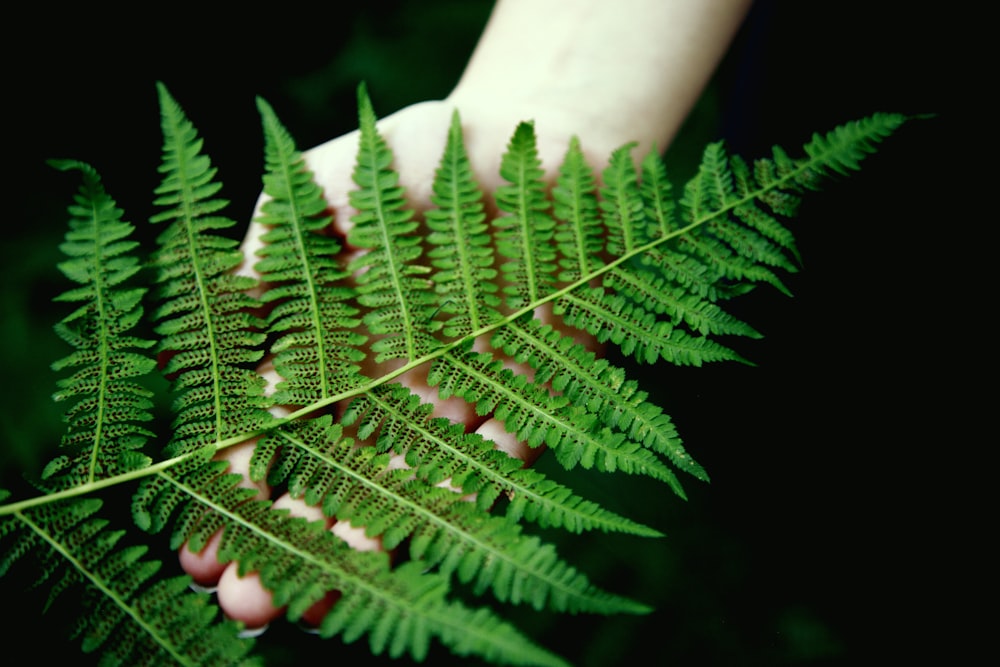 Planta de helecho verde en fotografía de primer plano