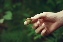 green fruit on persons hand
