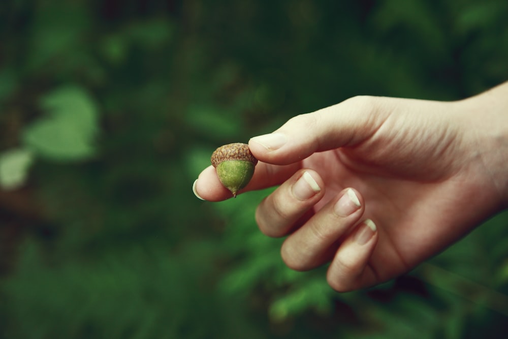 frutta verde sulla mano delle persone
