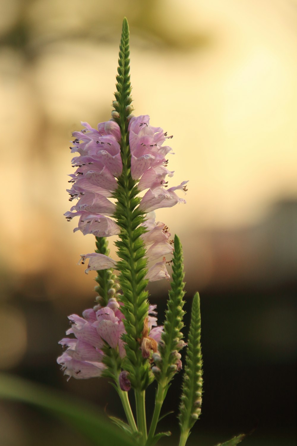 purple flower in tilt shift lens