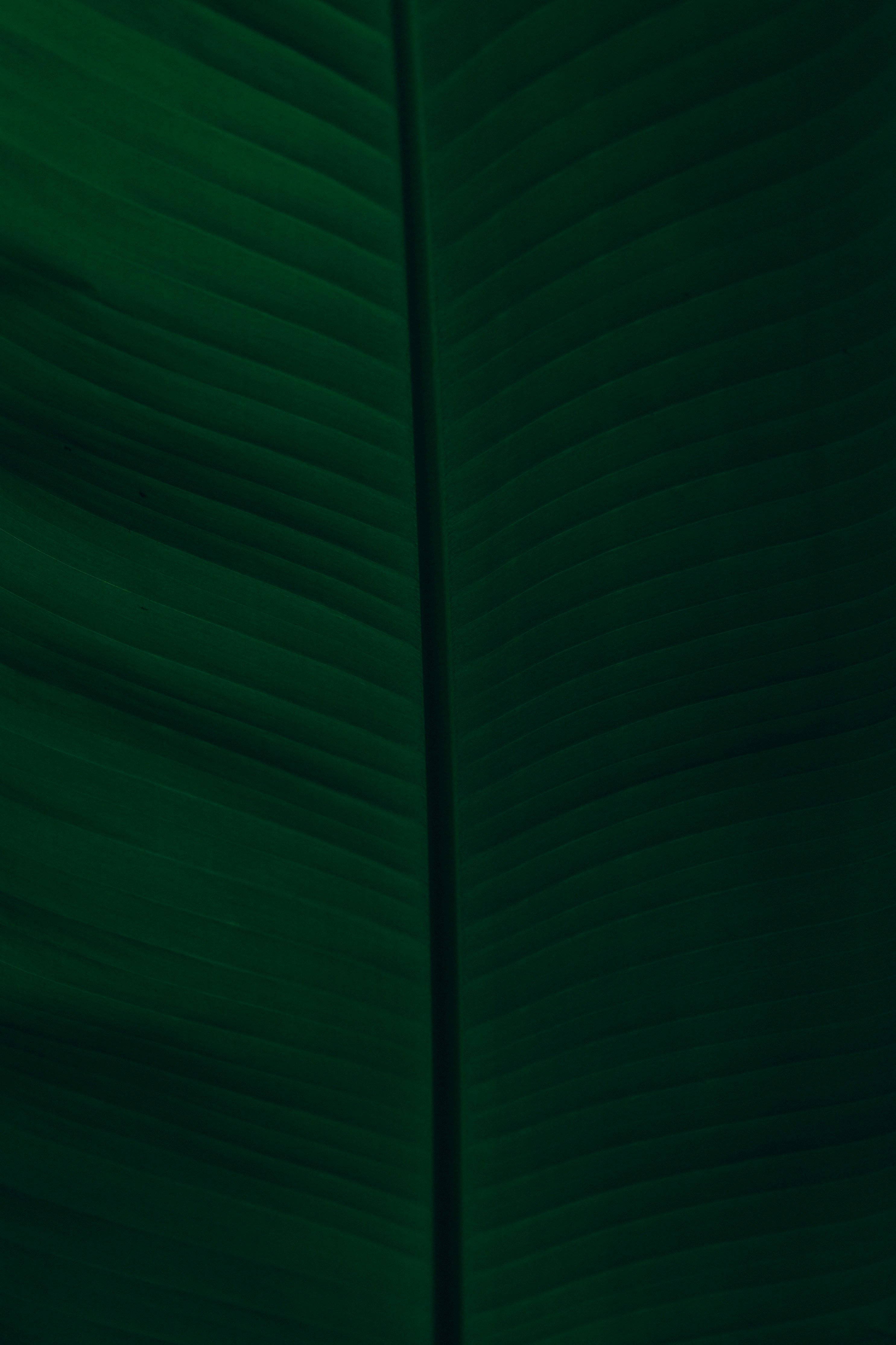 green textile in close up photography