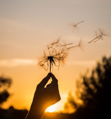 silhouette of person holding flower during sunset