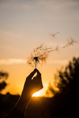 silhouette of person holding flower during sunset