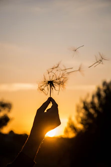 silhouette of person holding flower during sunset
