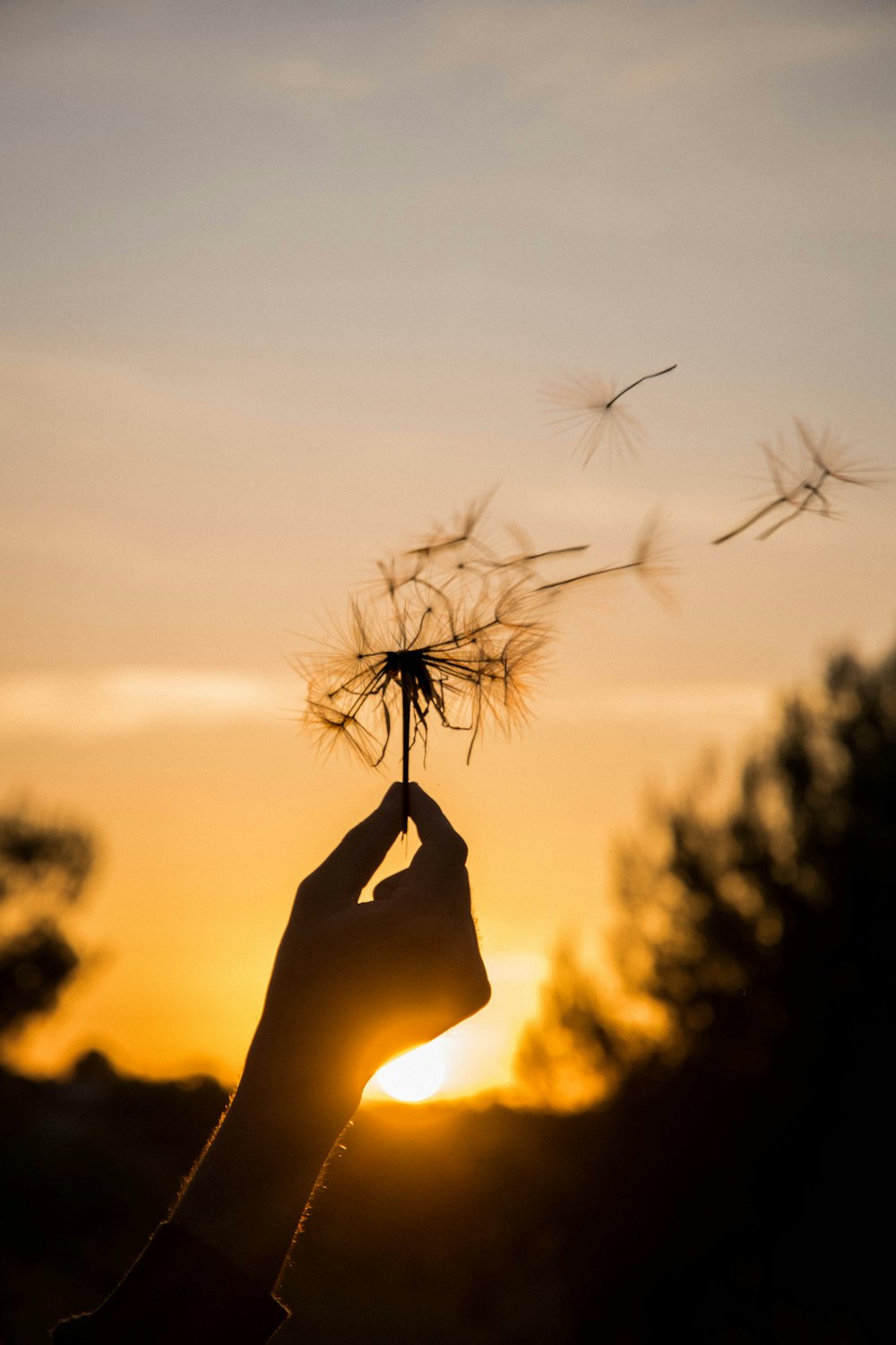 Silueta de la persona que sostiene la flor durante la puesta del sol