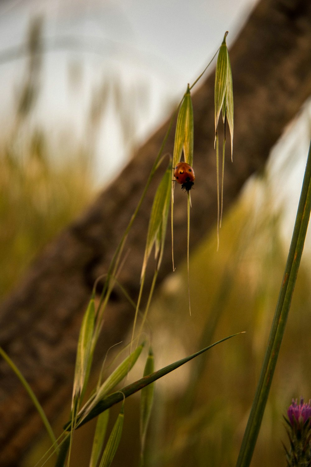 昼間は緑の植物にとまる赤いてんとう虫の写真 Unsplashの無料虫写真