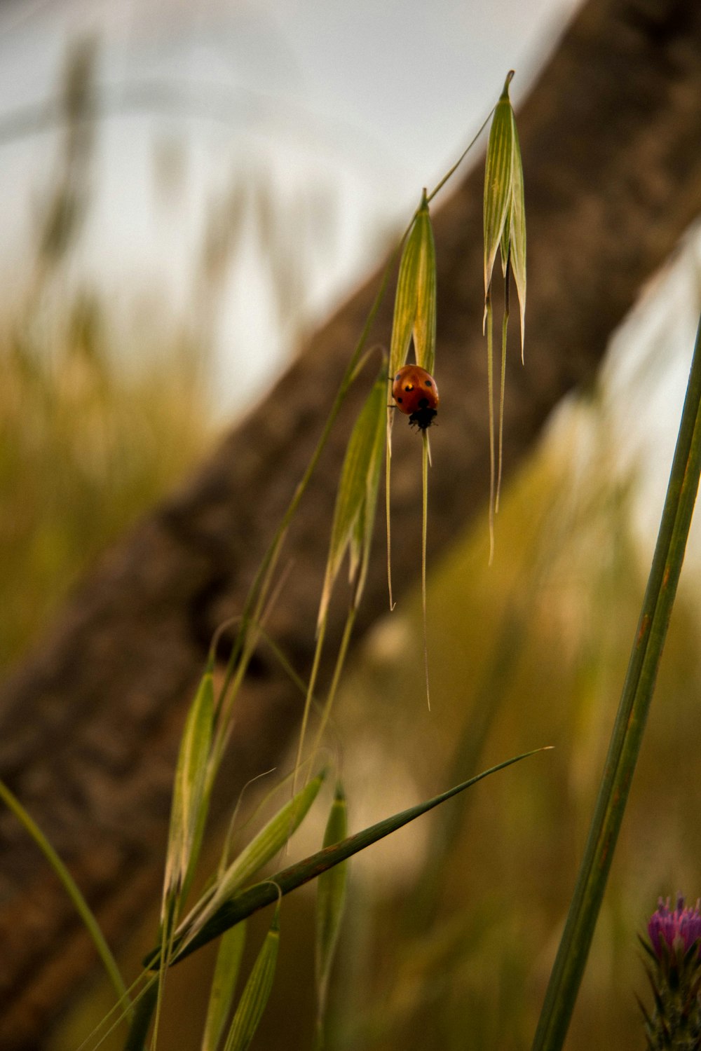 red ladybug perched on green plant during daytime