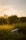 A shopping cart lies abandoned in a lush, green field with tall grass and surrounding bushes. The scene is illuminated by warm, golden sunlight from a setting or rising sun, creating a tranquil, almost melancholic atmosphere. The sky is partly cloudy with a hint of color from the sun.