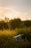 A shopping cart lies abandoned in a lush, green field with tall grass and surrounding bushes. The scene is illuminated by warm, golden sunlight from a setting or rising sun, creating a tranquil, almost melancholic atmosphere. The sky is partly cloudy with a hint of color from the sun.