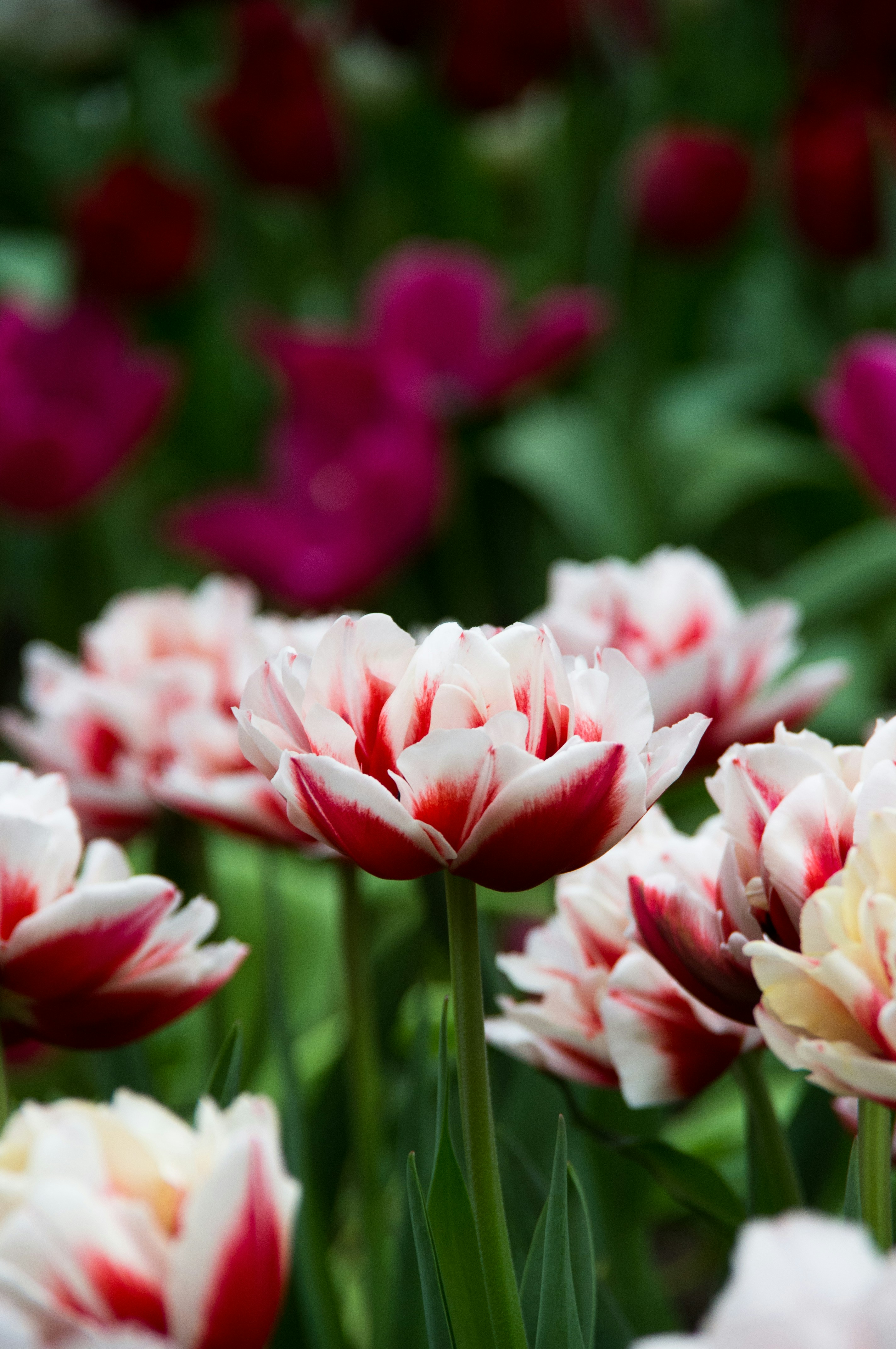 Photo by prissiewerks