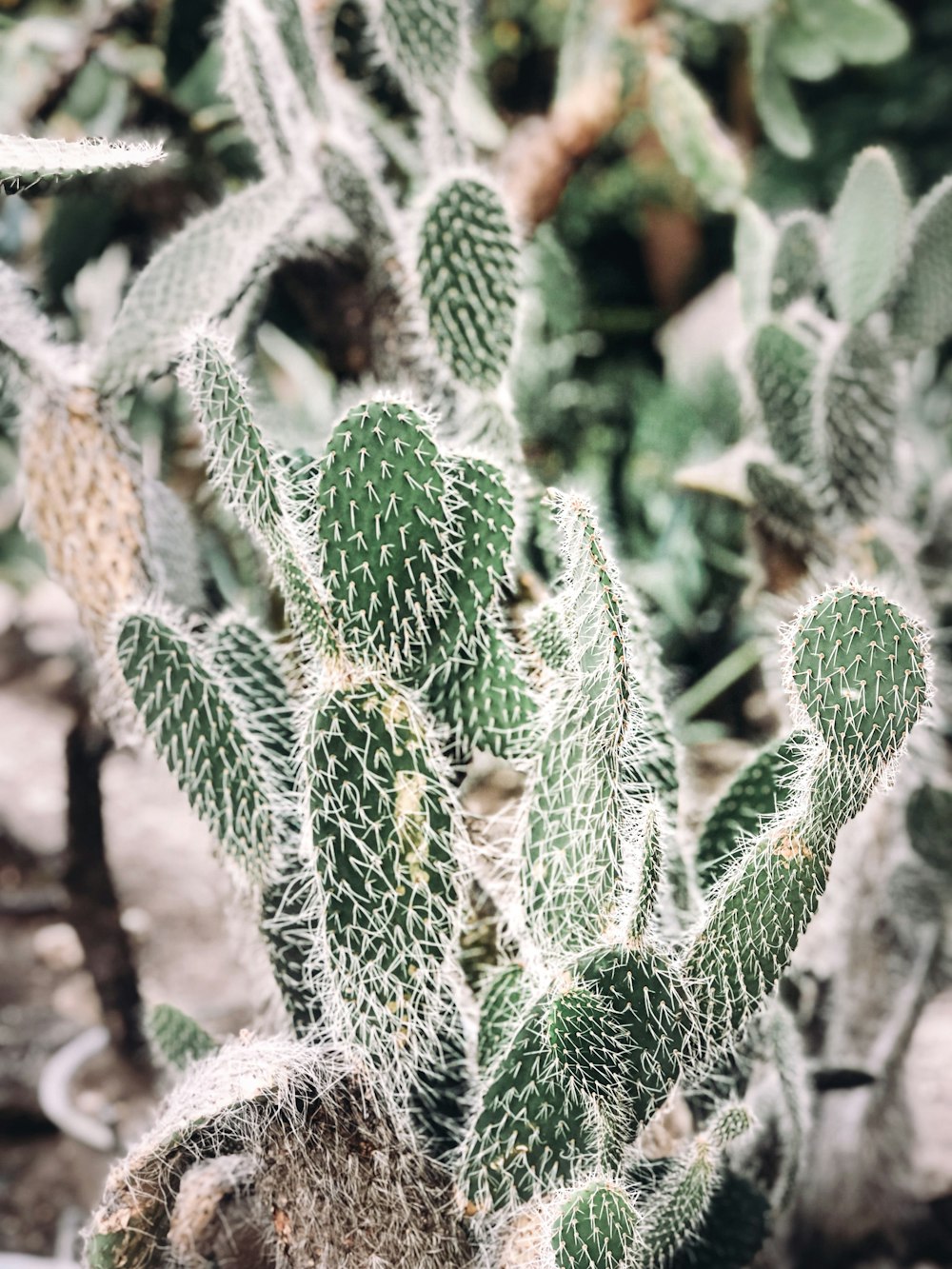 green cactus plant during daytime