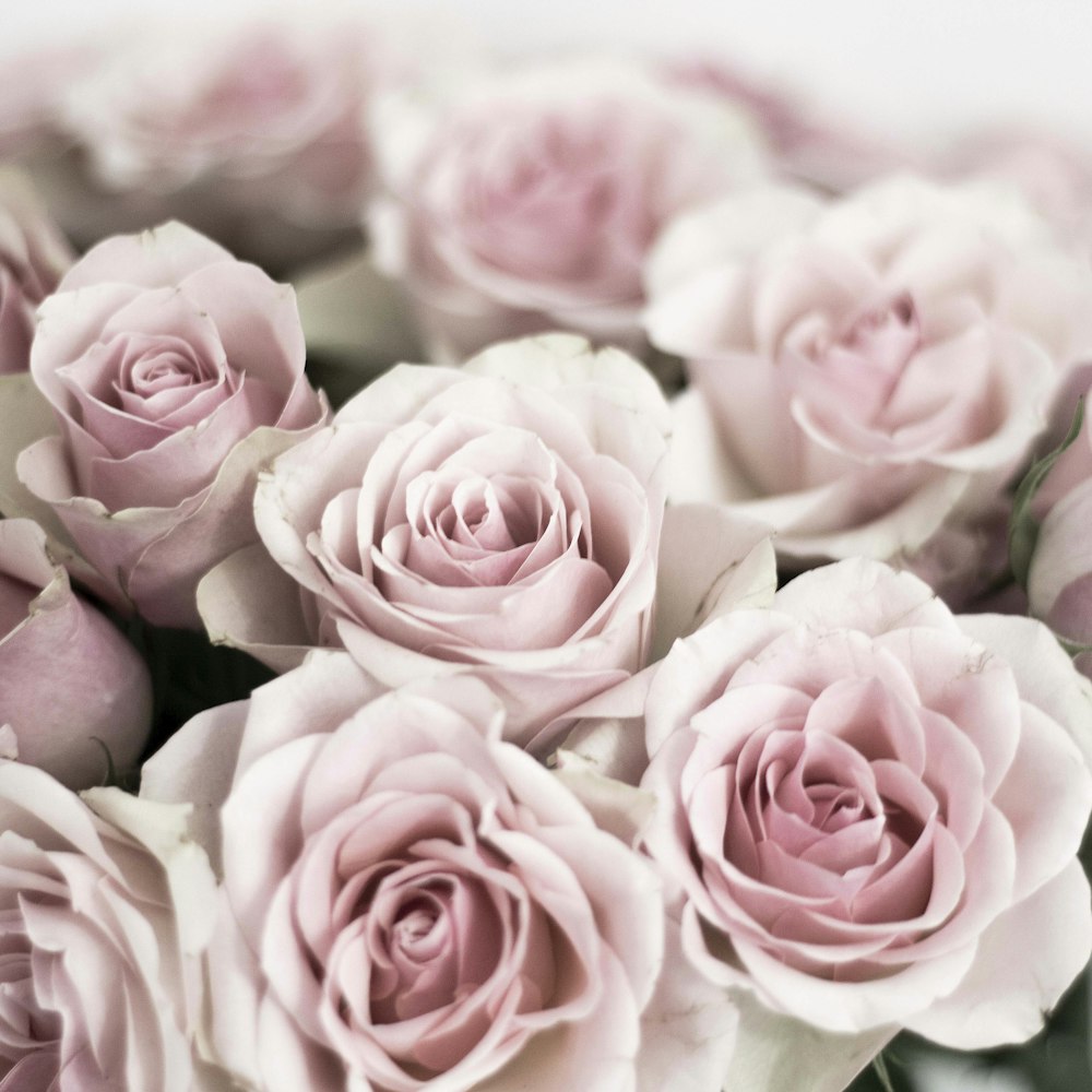 pink roses in tilt shift lens