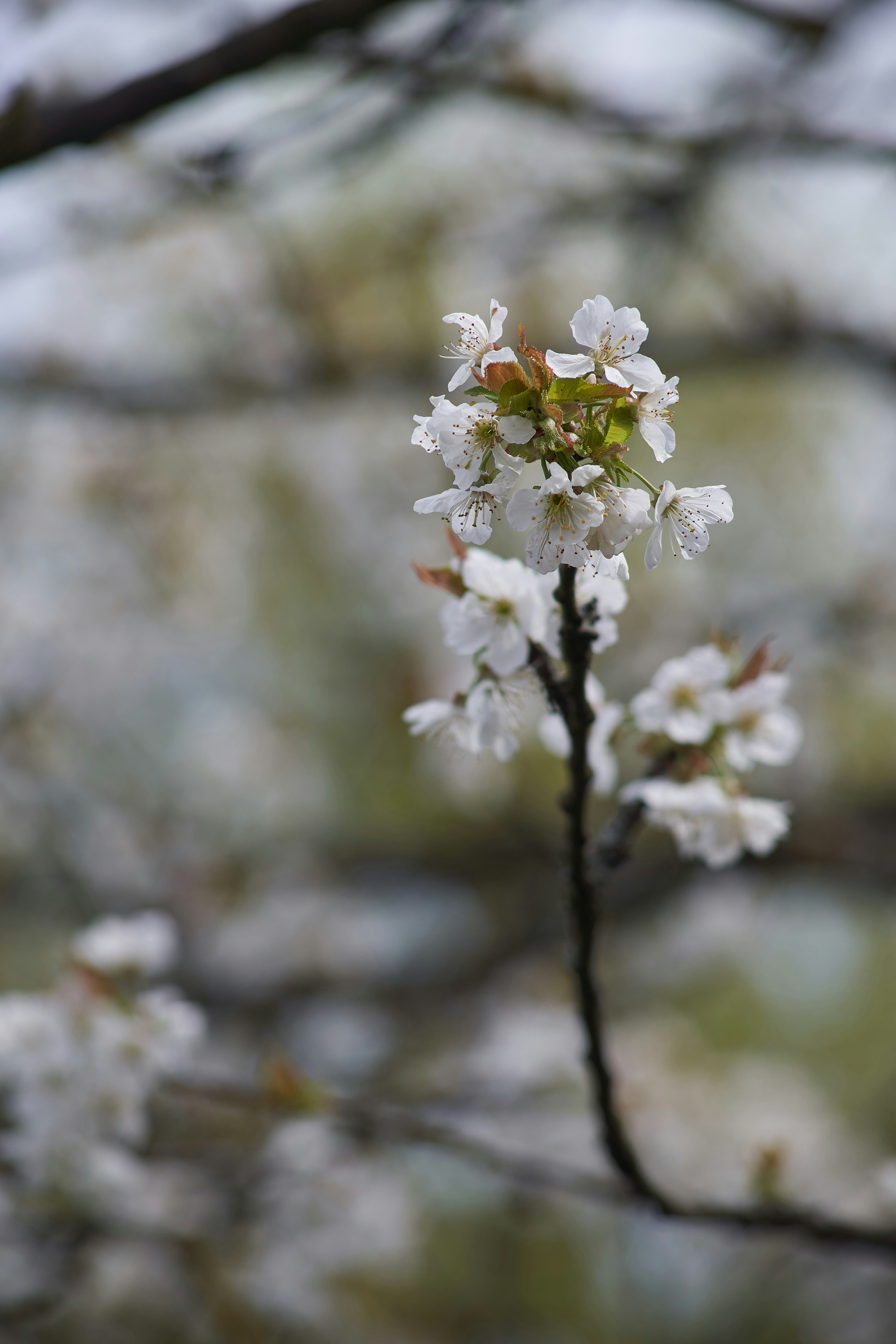 Photo by wolfgang_hasselmann