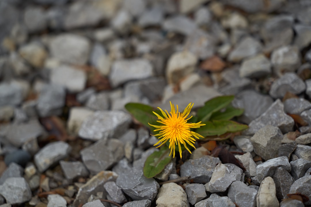 yellow flower on gray and brown stones