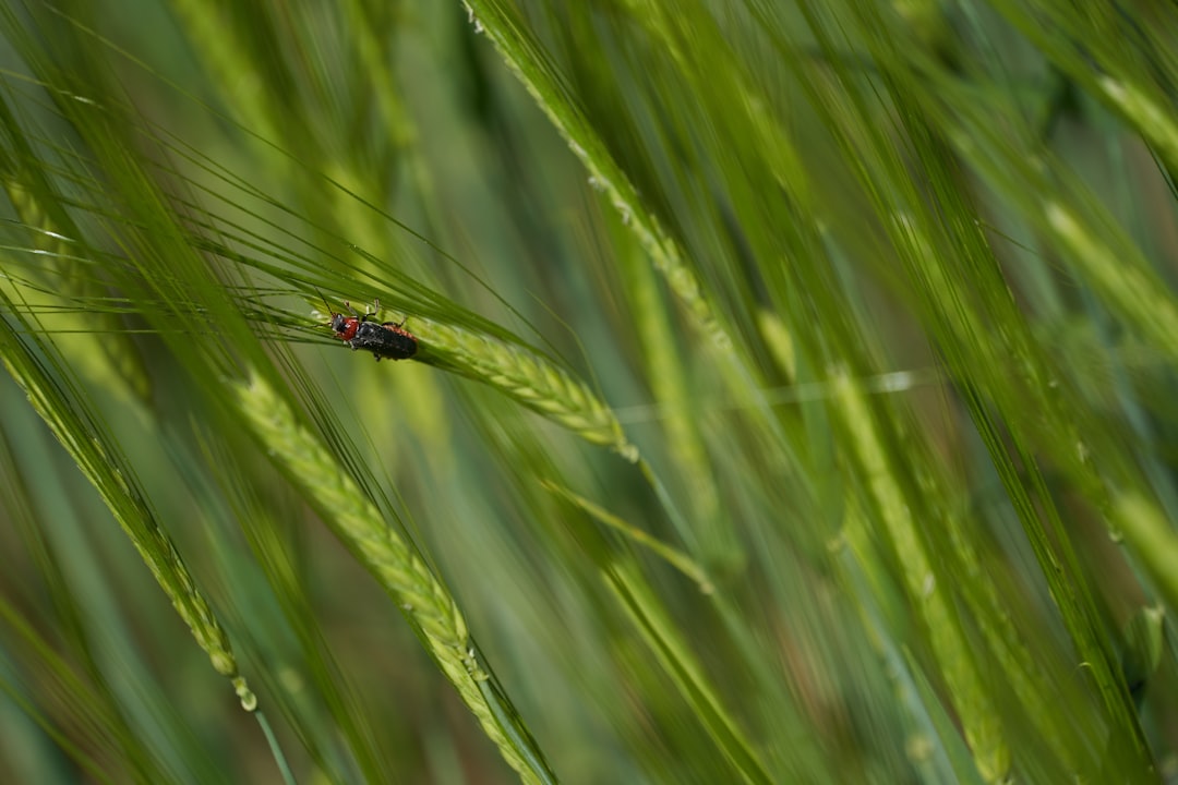 black and yellow dragonfly perched on green grass