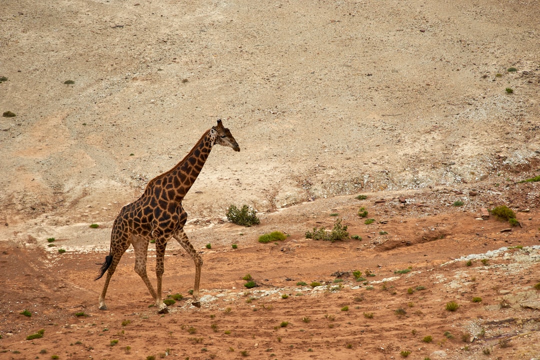 brown giraffe on brown field during daytime