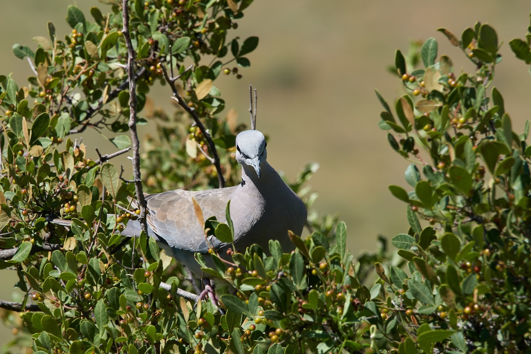 white and black bird on green grass during daytime