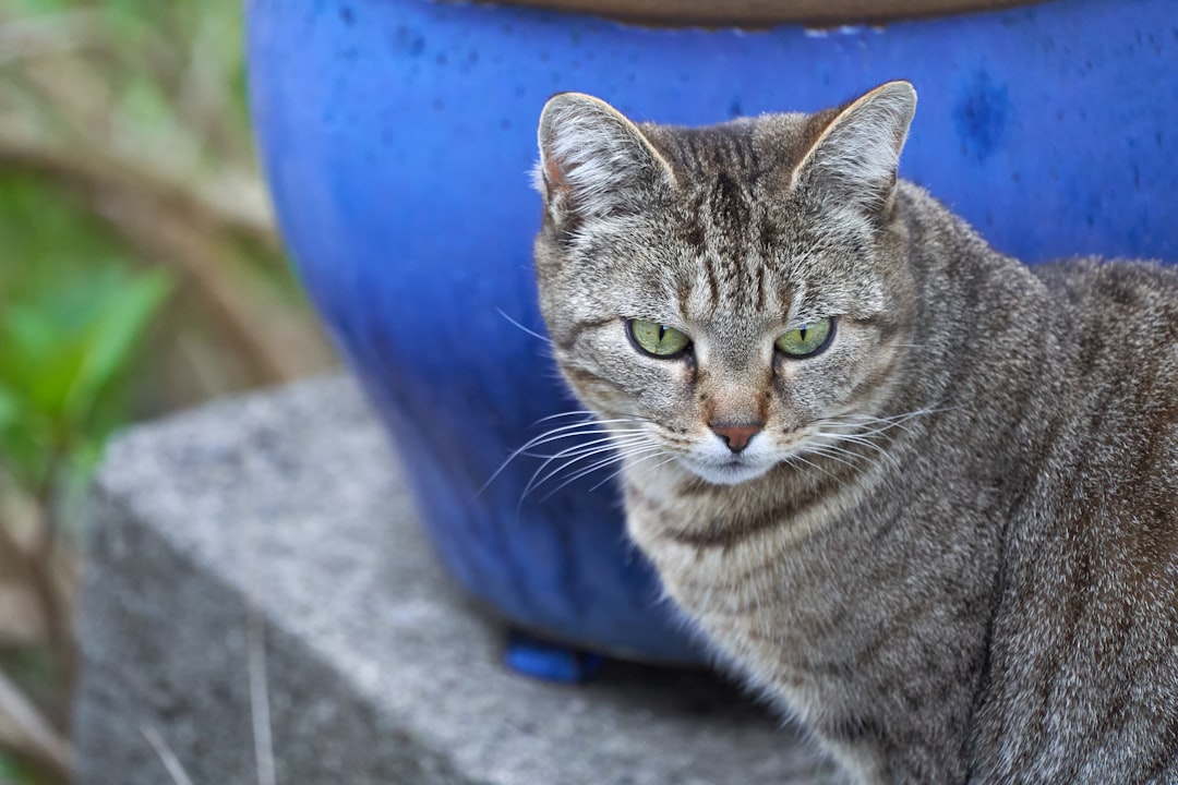 brown tabby cat on blue plastic bucket