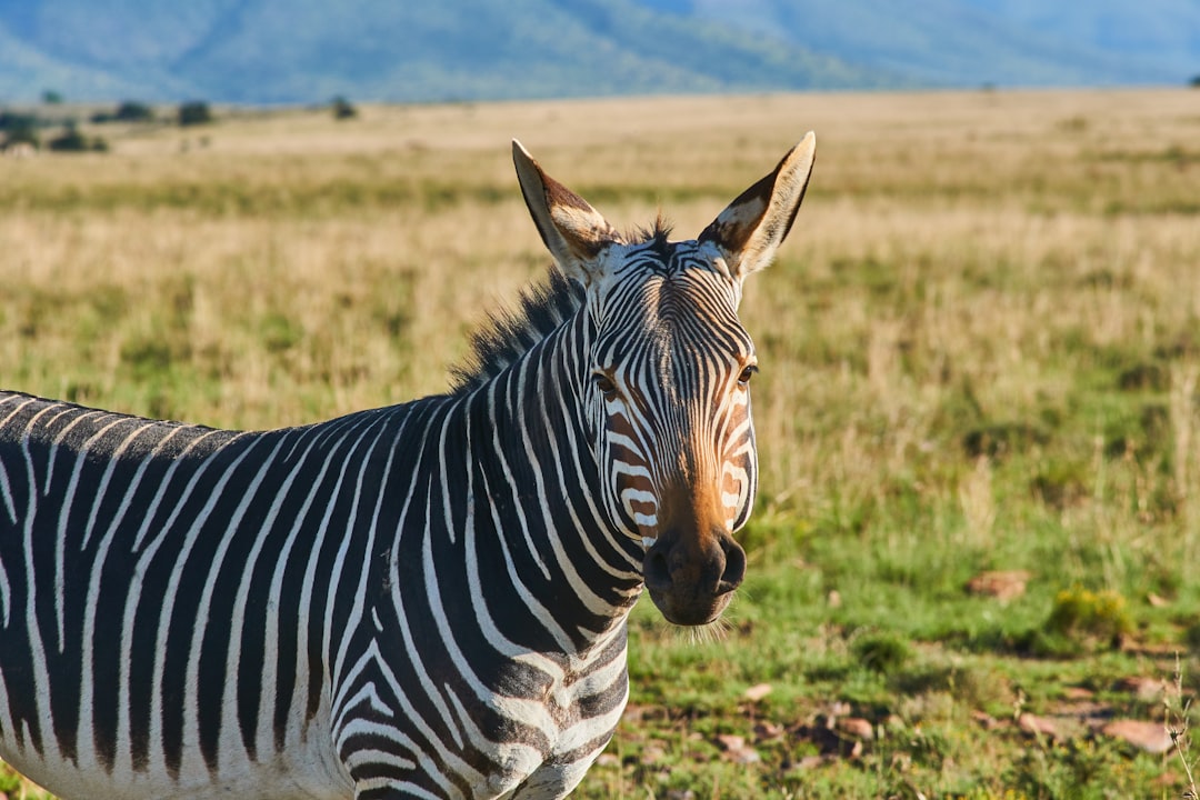 zebra standing on green grass field during daytime