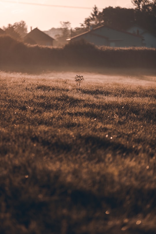 brown grass field during sunset in Réding France