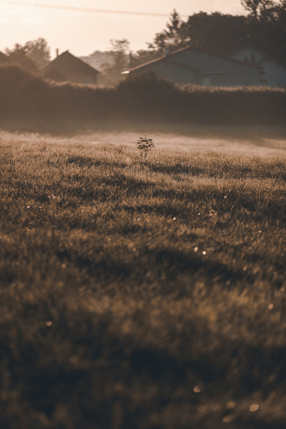 brown grass field during sunset