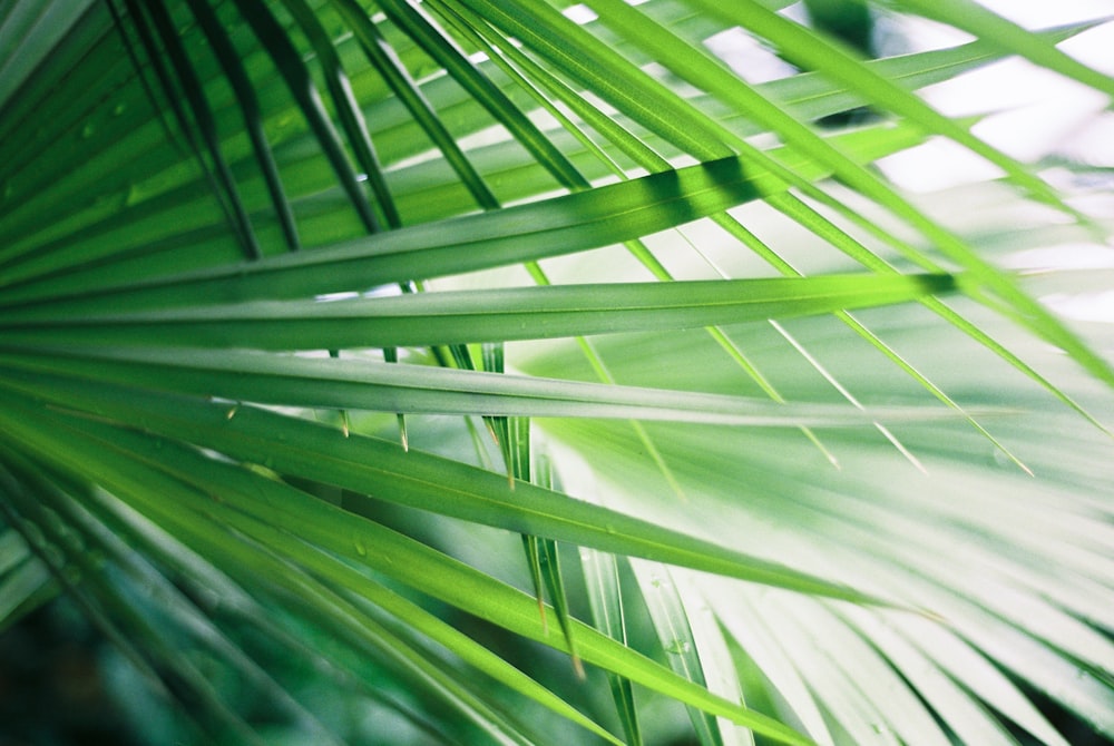 green leaf plant in close up photography