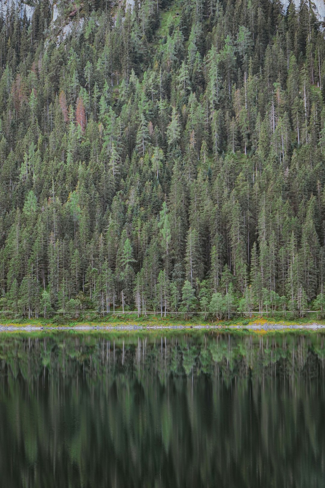 green trees beside body of water during daytime