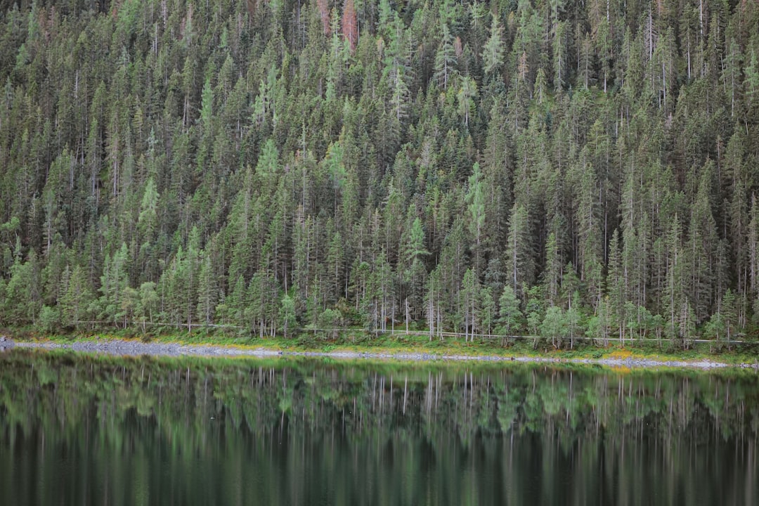 green trees beside body of water during daytime