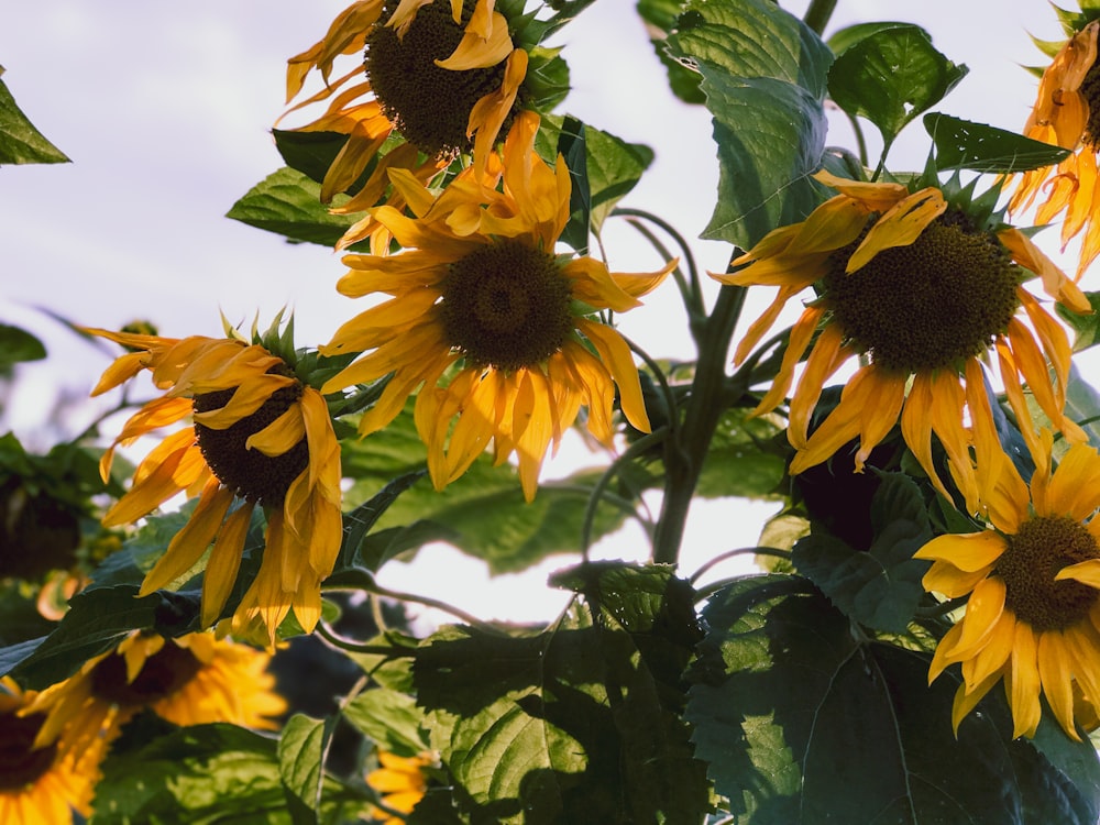 yellow sunflower under blue sky during daytime