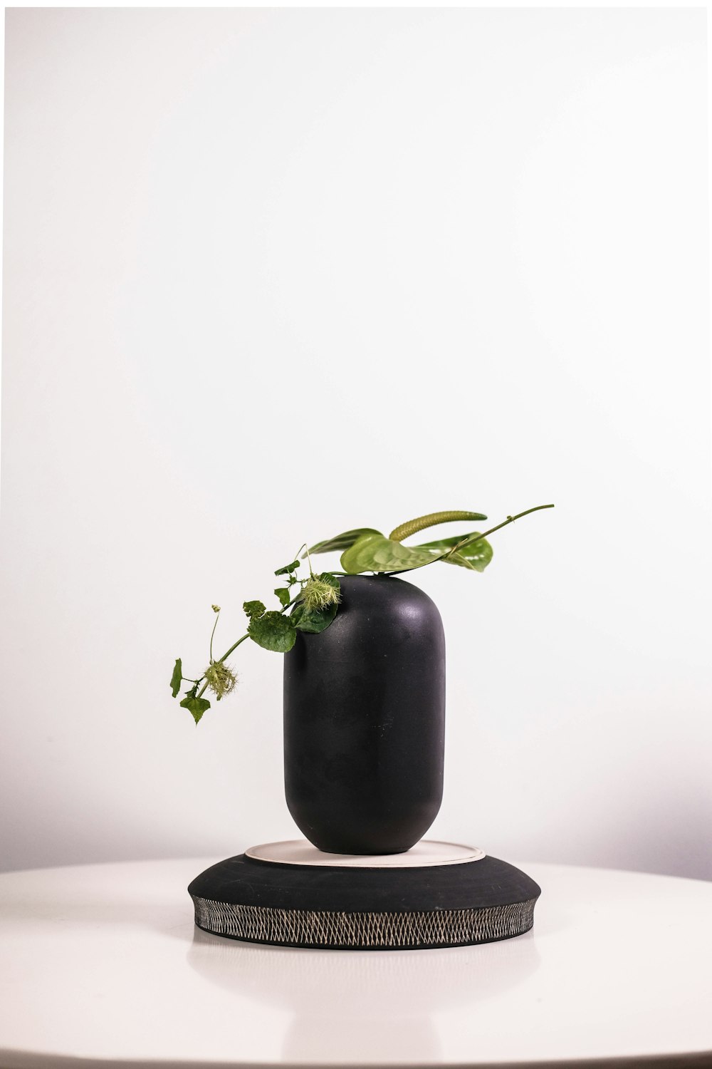 黒い花瓶に緑の植物