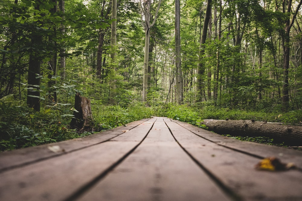 brown wooden pathway in the middle of green trees