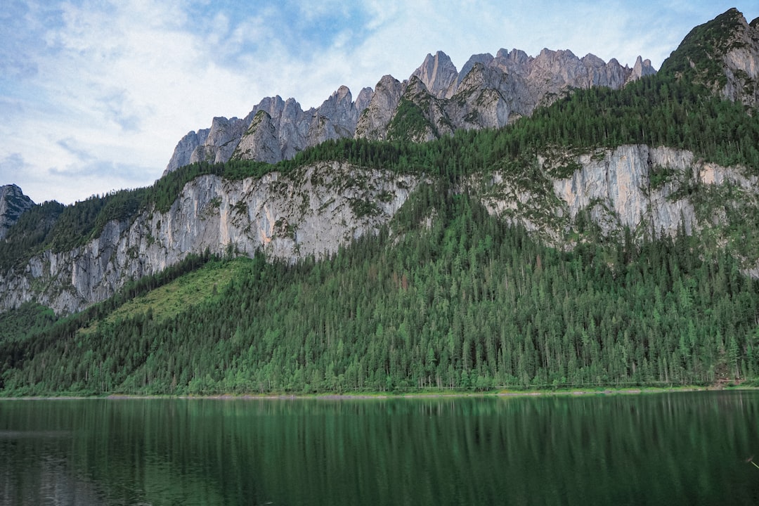 green trees near body of water during daytime