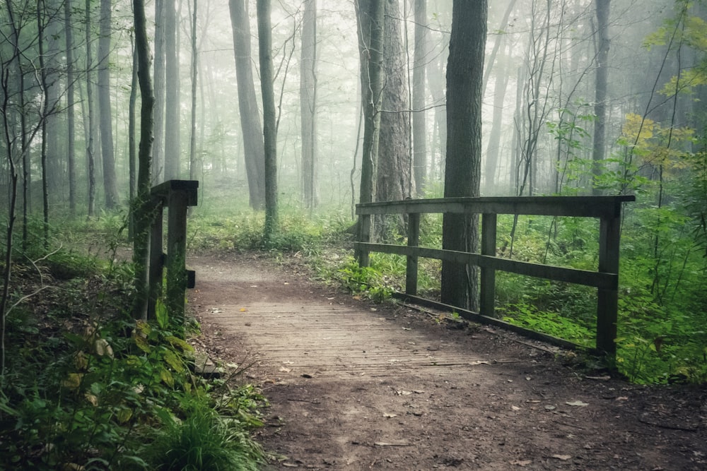 brown wooden fence in forest during daytime