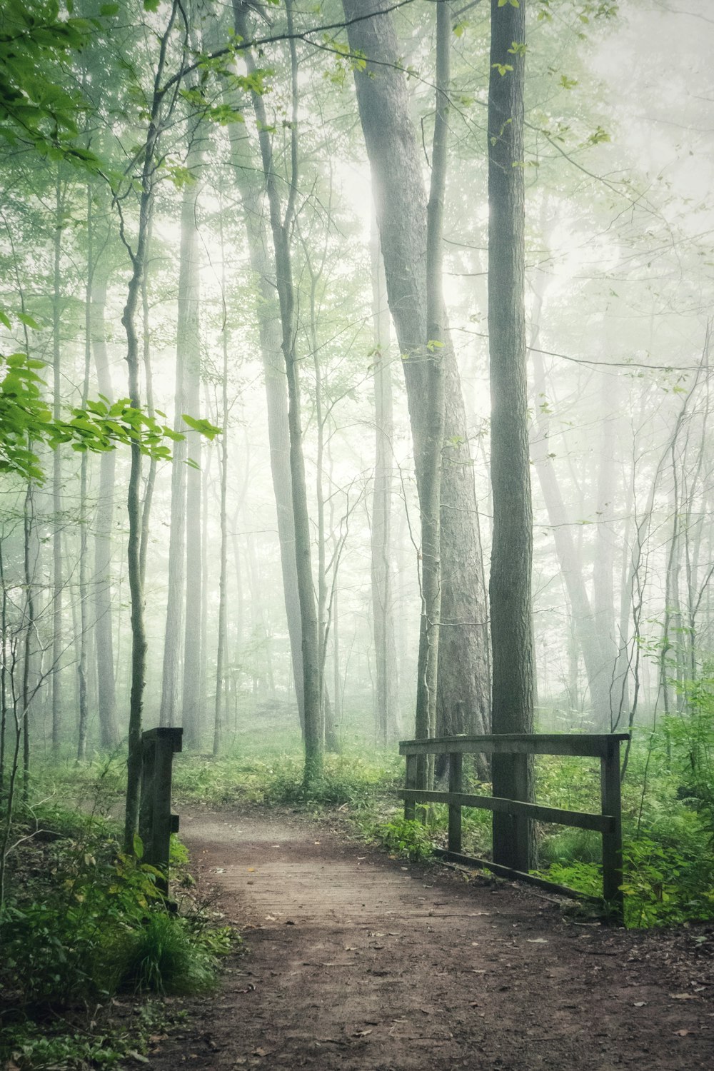 braune Holzbank im Wald tagsüber