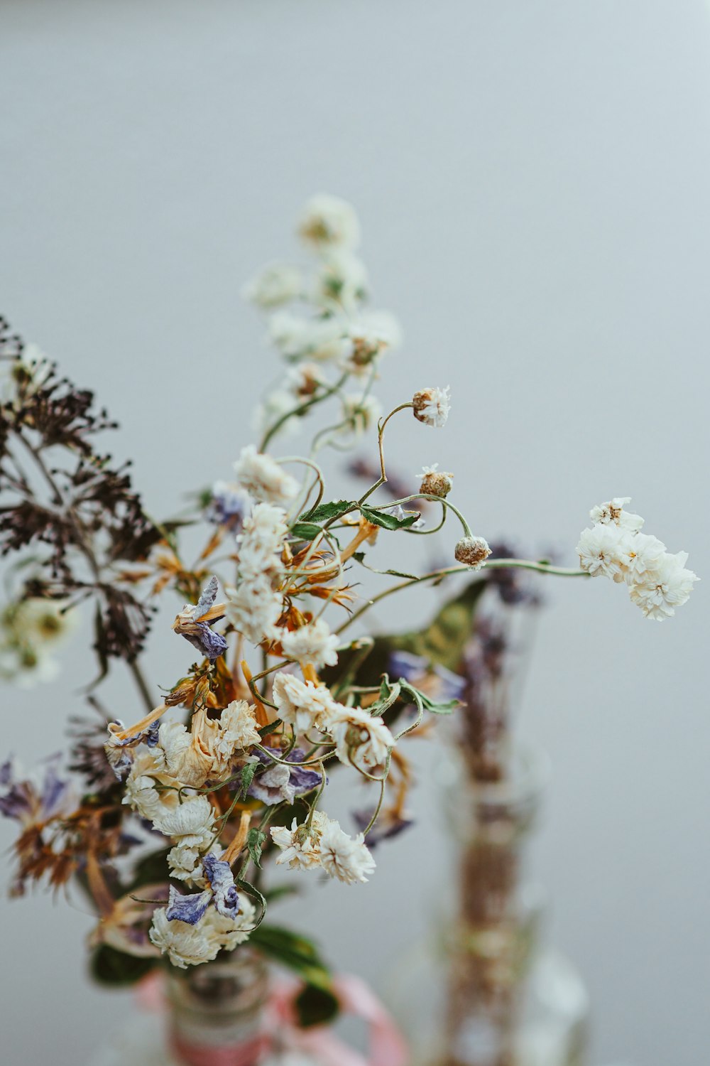 white cherry blossom in close up photography