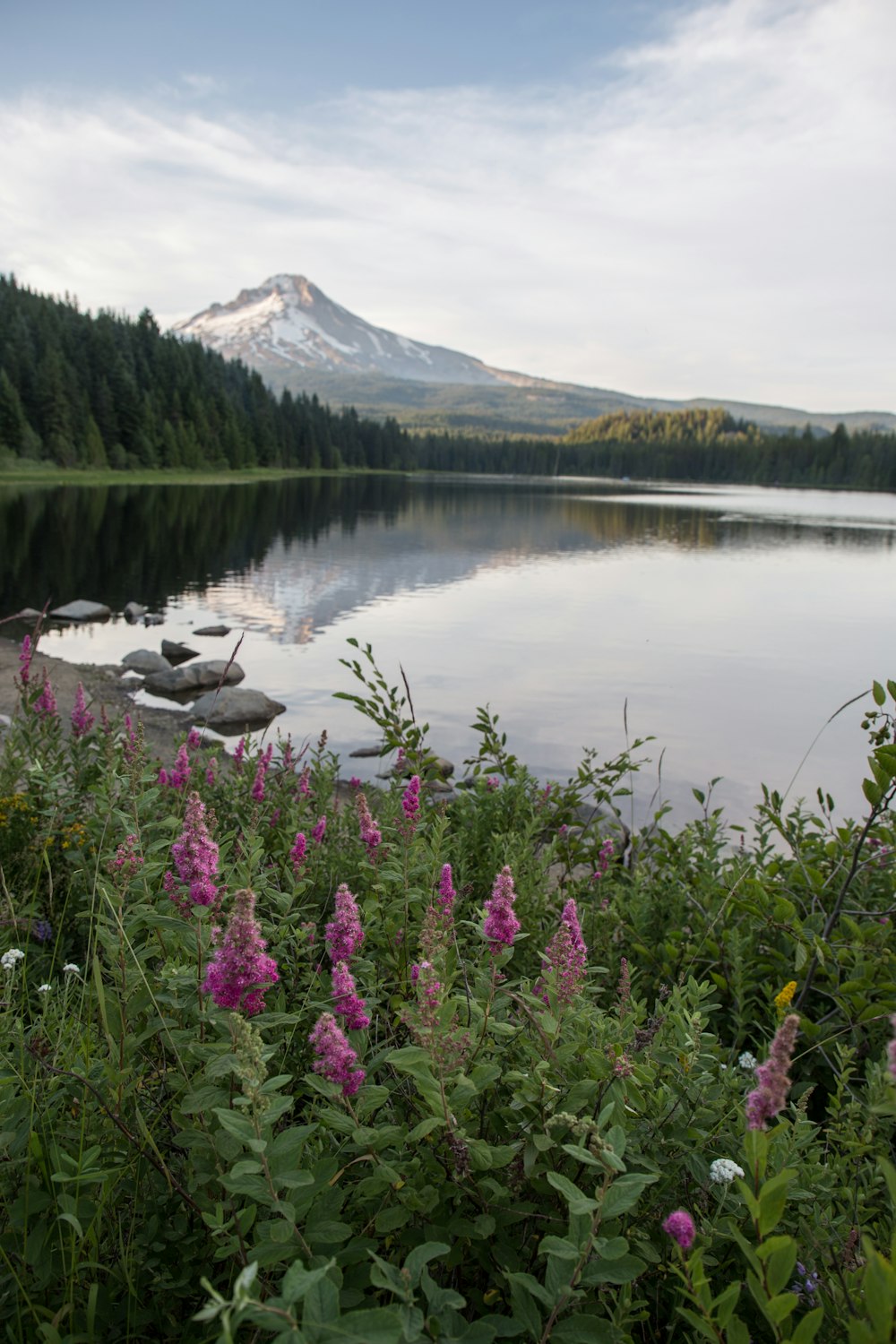 낮에는 호수 근처의 보라색 꽃과 눈 덮인 산