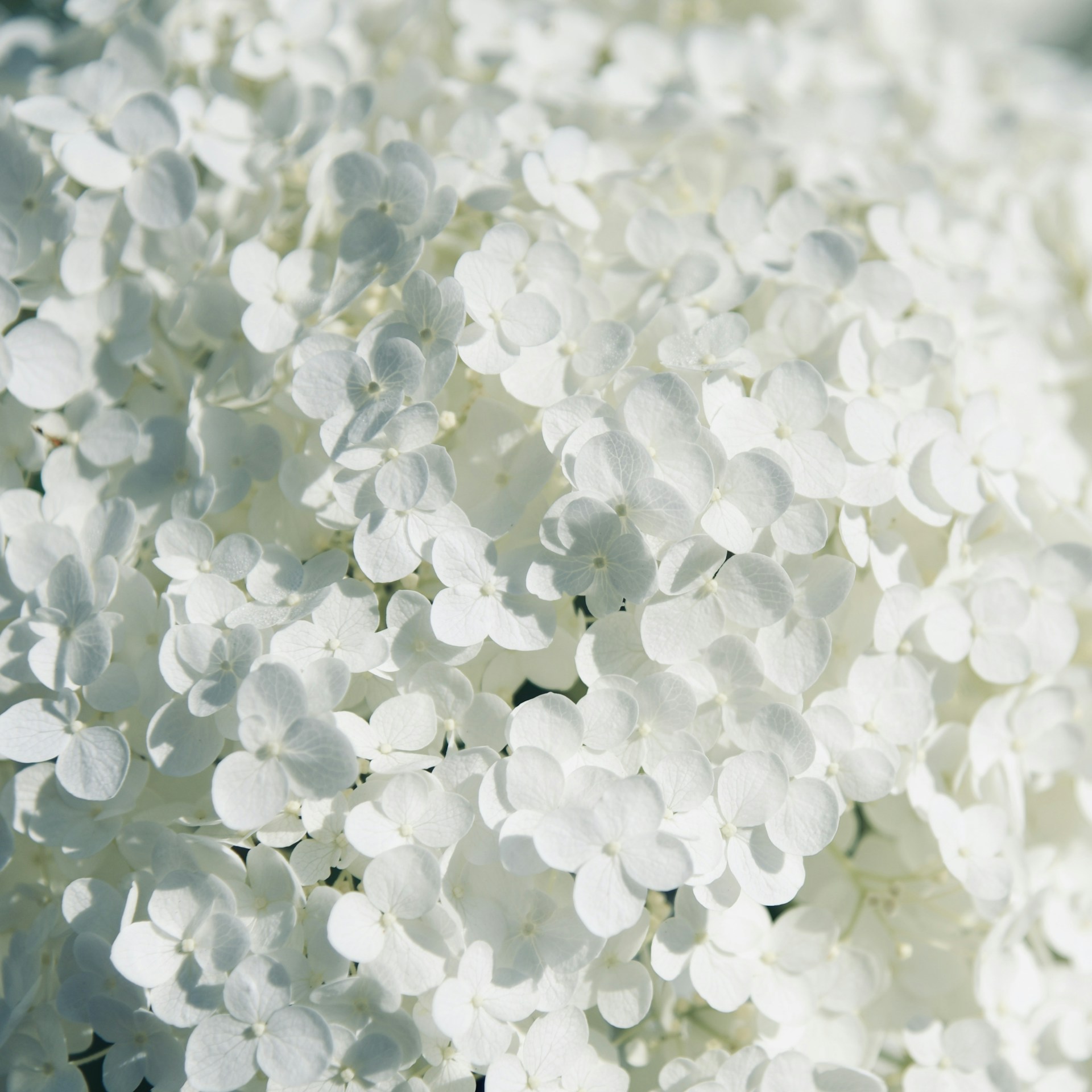 white flower buds in close up photography