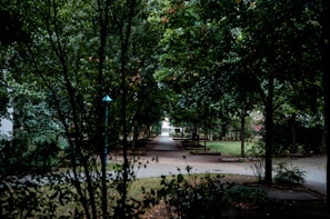 Pathway between lots lined with young trees and natural landscape.