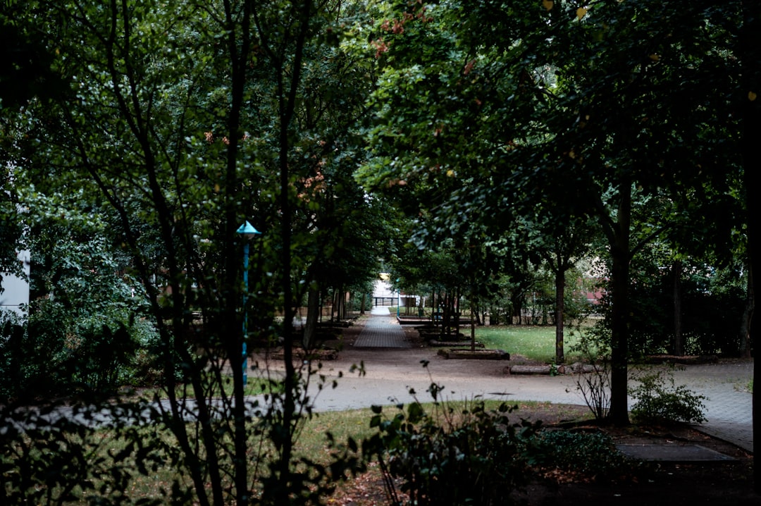 green trees on park during daytime