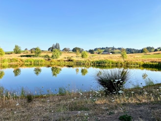 A serene farm pond bordered by native grasses and wildflowers, reflecting the blue sky and surrounded by gently sloping swales.