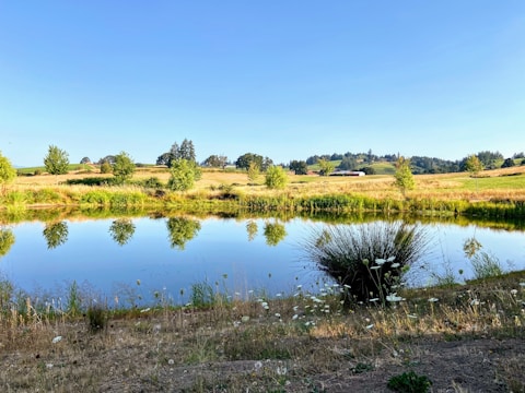 A serene farm pond bordered by native grasses and wildflowers, reflecting the blue sky and surrounded by gently sloping swales.