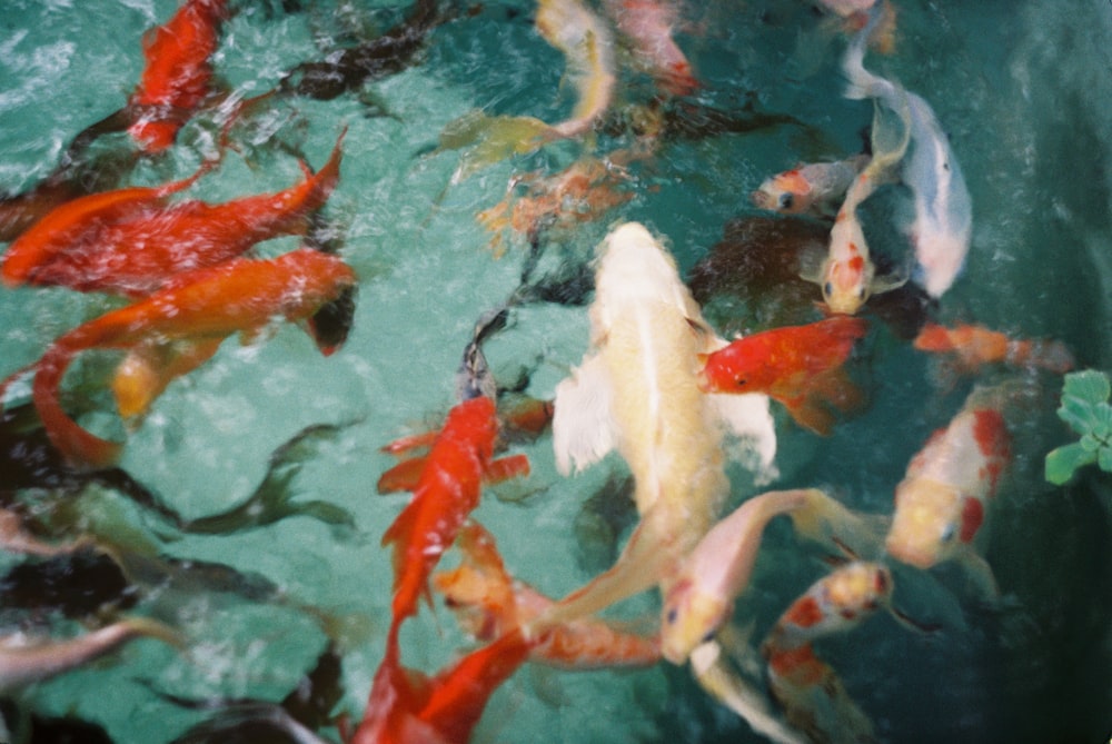 school of koi fish in water