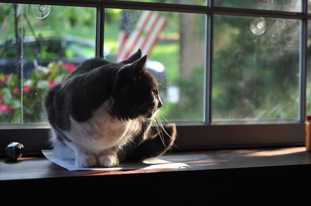 black and white cat on window