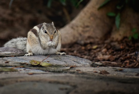 brown and white squirrel on brown tree log in Chandigarh India