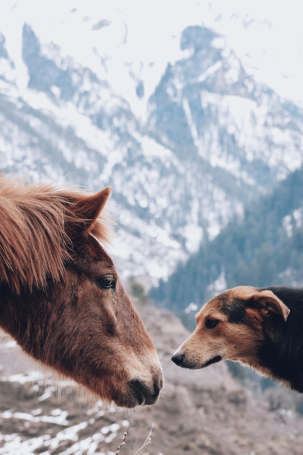 brown horse on snow covered ground during daytime