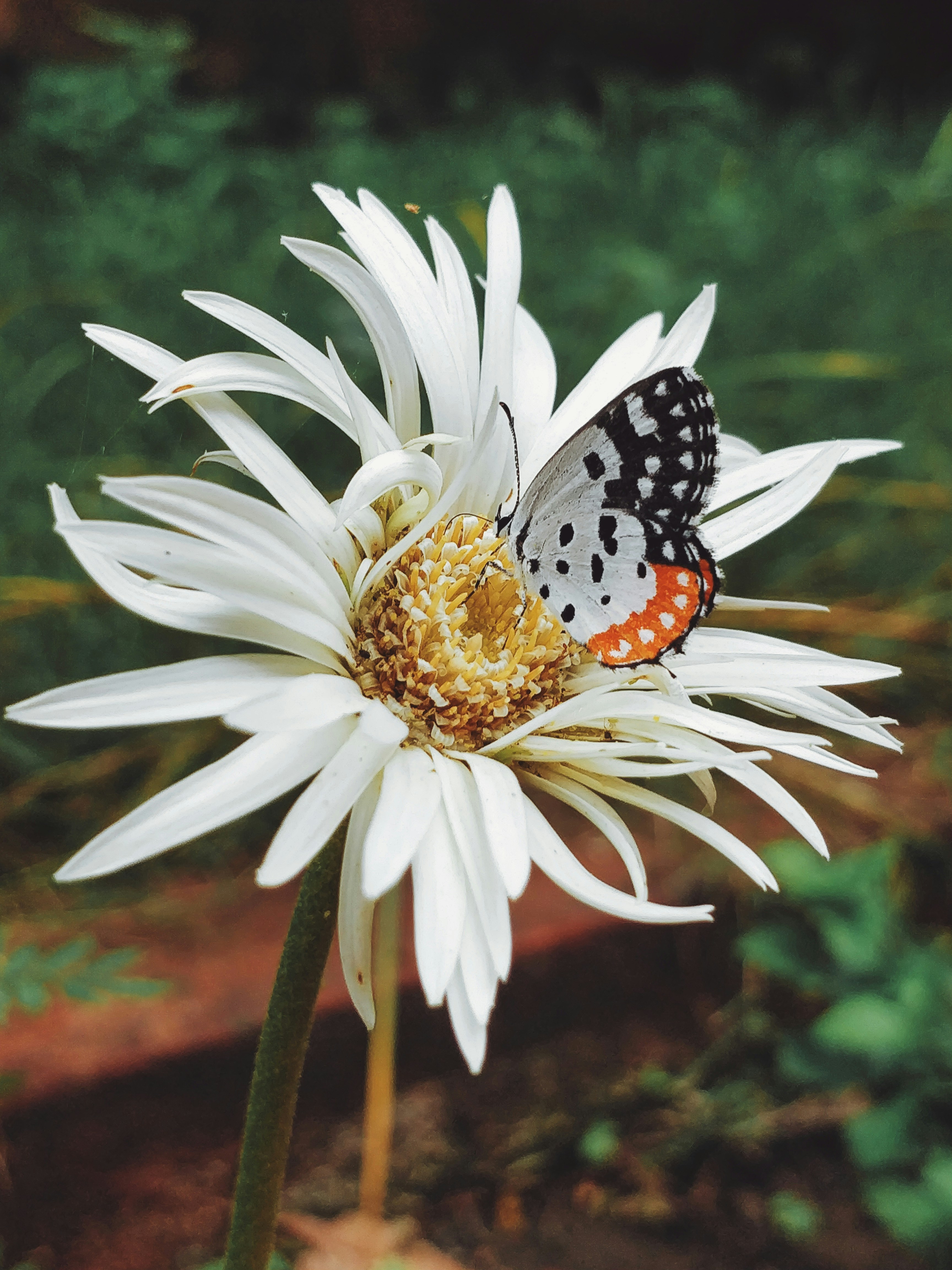 白いデイジーの花に黒と白の蝶の写真 Unsplashで見つけるインドの無料写真